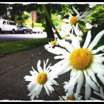 daisys in seattle