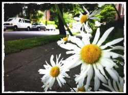 daisys in seattle